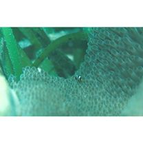 Amphiprion clarkii (Bennett, 1830)