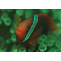 Amphiprion frenatus Brevoort, 1856