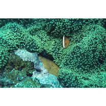 Amphiprion sandaracinos Allen, 1972