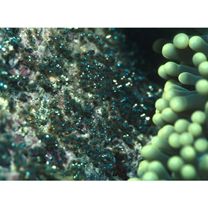 Amphiprion sandaracinos Allen, 1972