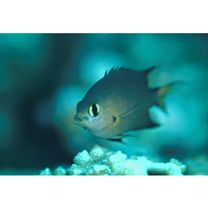 Chromis atripes Fowler et Bean, 1928