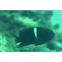 Chrysiptera biocellata (Quoy et Gaimard, 1825)