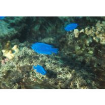 Chrysiptera cyanea (Quoy et Gaimard, 1825)