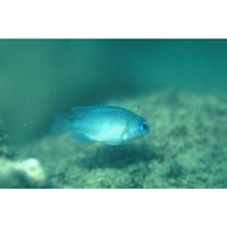 Chrysiptera glauca (Cuvier, 1830)