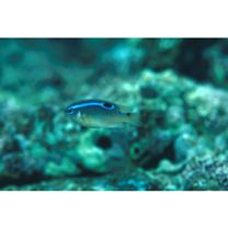 Chrysiptera brownriggii (Bennett, 1828)