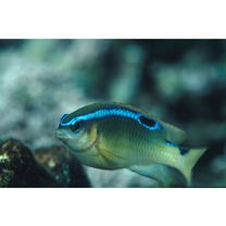 Chrysiptera brownriggii (Bennett, 1828)