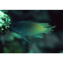 Chrysiptera rex (Snyder, 1909)