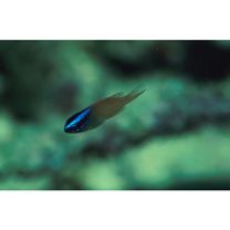 Chrysiptera rex (Snyder, 1909)