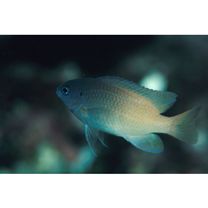 Chrysiptera rex (Snyder, 1909)