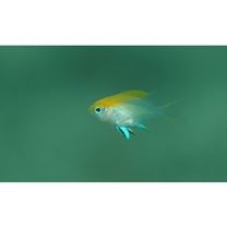 Neoglyphidodon melas (Cuvier, 1830)