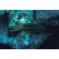 Neoglyphidodon nigroris (Cuvier, 1830)