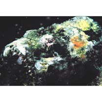 Scorpaenopsis neglecta Heckel, 1837 or S. diabolus Cuvier, 1829