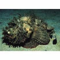 Scorpaenopsis neglecta Heckel, 1837 or S. diabolus Cuvier, 1829