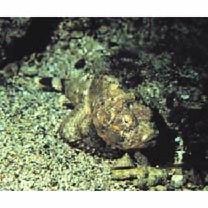 Scorpaenopsis neglecta Heckel, 1837 or S. diabolus Cuvier, 1829