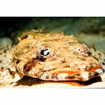 Inegocia japonica (Cuvier, 1829)