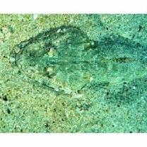 Inegocia japonica (Cuvier, 1829)