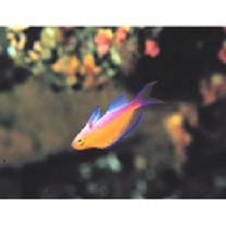 Pseudanthias bicolor (Randall, 1979)