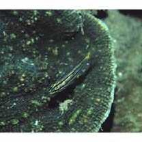 Cheilodipterus quinquelineatus Cuvier, 1828