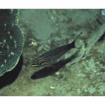 カスミヤライイシモチ