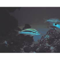 Parupeneus biaculeatus (Richardson, 1846)