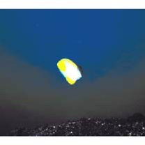 Hemitaurichthys polylepis (Bleeker, 1857)