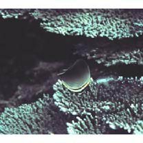 Chaetodon baronessa Cuvier, 1829