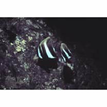 Coradion altivelis McCulloch, 1916