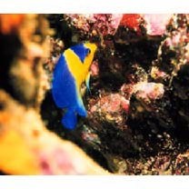 Paracentropyge venusta (Yasuda et Tominaga, 1969)