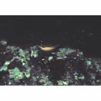 Chrysiptera rex (Snyder, 1909)