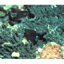 Pomacentrus bankanensis Bleeker, 1853