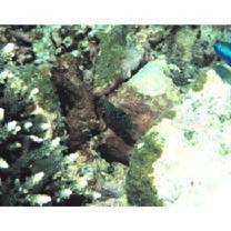 Plectroglyphidodon lacrymatus (Quoy et Gaimard, 1825)