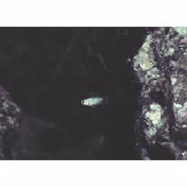 Chromis weberi Fowler et Bean, 1928