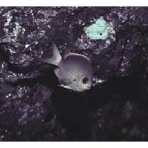 Chromis albicauda Allen et Erdmann, 2009