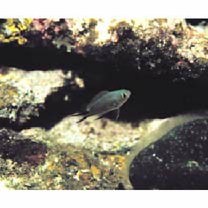 Pomachromis richardsoni (Snyder, 1909)