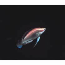 Cirrhilabrus temminckii Bleeker, 1853