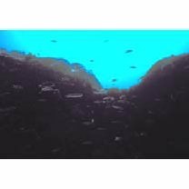 Pseudocoris yamashiroi (Schmidt, 1931)