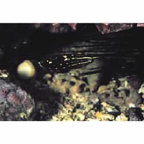 Halichoeres marginatus Ruppell, 1835