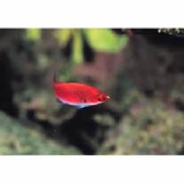 Cirrhilabrus lyukyuensis Ishikawa, 1904