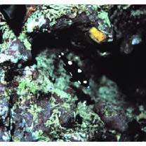 Bodianus axillaris (Bennett, 1832)