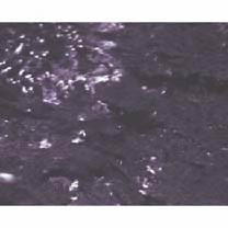 Labrichthys unilineatus (Guichenot, 1847)