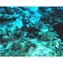 Macropharyngodon meleagris (Valenciennes, 1839)