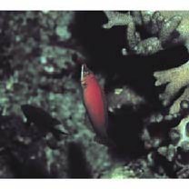 Pseudocheilinus evanidus Jordan et Evermann, 1903