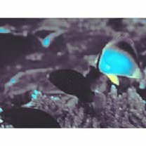 Scarus niger Forsskal, 1775