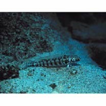 Parapercis kamoharai Schultz, 1966