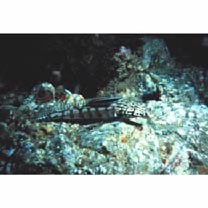 Parapercis kamoharai Schultz, 1966