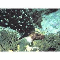 Cirripectes imitator Williams, 1985