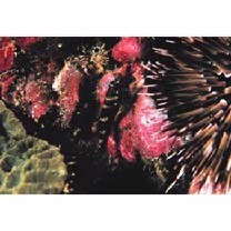 Asterropteryx semipunctata Ruppell, 1830