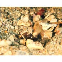 Cryptocentrus nigrocellatus (Yanagisawa, 1978)