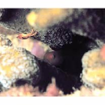 Paragobiodon echinocephalus (Ruppell, 1830)