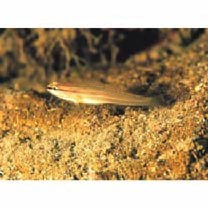 Amblygobius sp. A of Suzuki (2004)